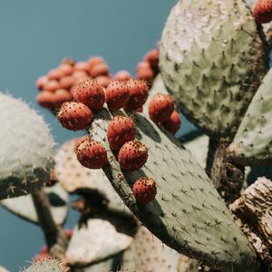 Preview wallpaper cactus, succulent, plant, prickly