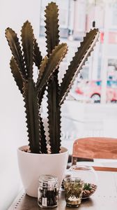 Preview wallpaper cactus, succulent, plant, decorative, indoor