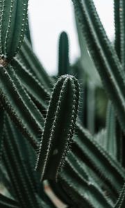 Preview wallpaper cactus, succulent, plant, prickly, green