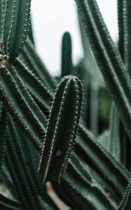 Preview wallpaper cactus, succulent, plant, prickly, green