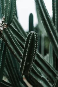 Preview wallpaper cactus, succulent, plant, prickly, green