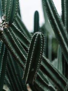 Preview wallpaper cactus, succulent, plant, prickly, green