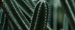 Preview wallpaper cactus, succulent, plant, prickly, green