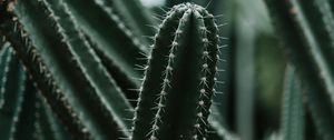 Preview wallpaper cactus, succulent, plant, prickly, green