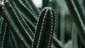 Preview wallpaper cactus, succulent, plant, prickly, green