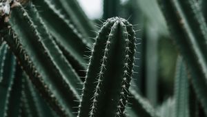 Preview wallpaper cactus, succulent, plant, prickly, green