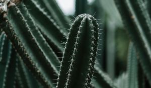 Preview wallpaper cactus, succulent, plant, prickly, green