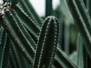 Preview wallpaper cactus, succulent, plant, prickly, green