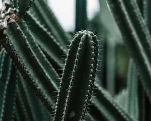 Preview wallpaper cactus, succulent, plant, prickly, green