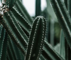 Preview wallpaper cactus, succulent, plant, prickly, green