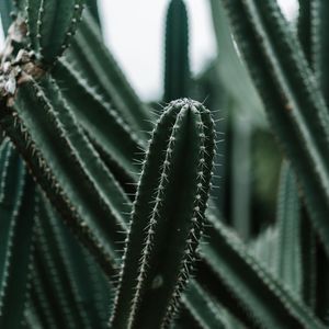 Preview wallpaper cactus, succulent, plant, prickly, green