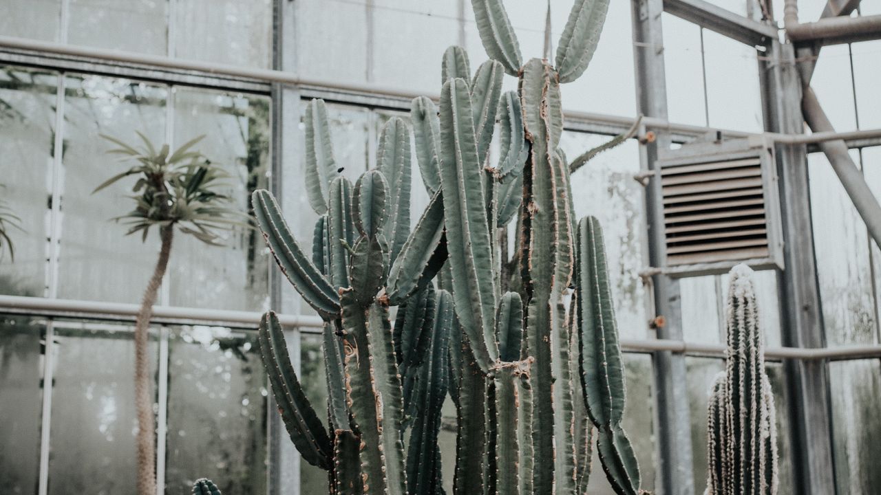 Wallpaper cactus, succulent, plant, greenhouse