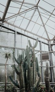 Preview wallpaper cactus, succulent, plant, greenhouse