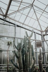 Preview wallpaper cactus, succulent, plant, greenhouse