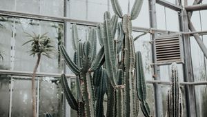 Preview wallpaper cactus, succulent, plant, greenhouse