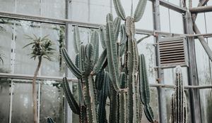 Preview wallpaper cactus, succulent, plant, greenhouse