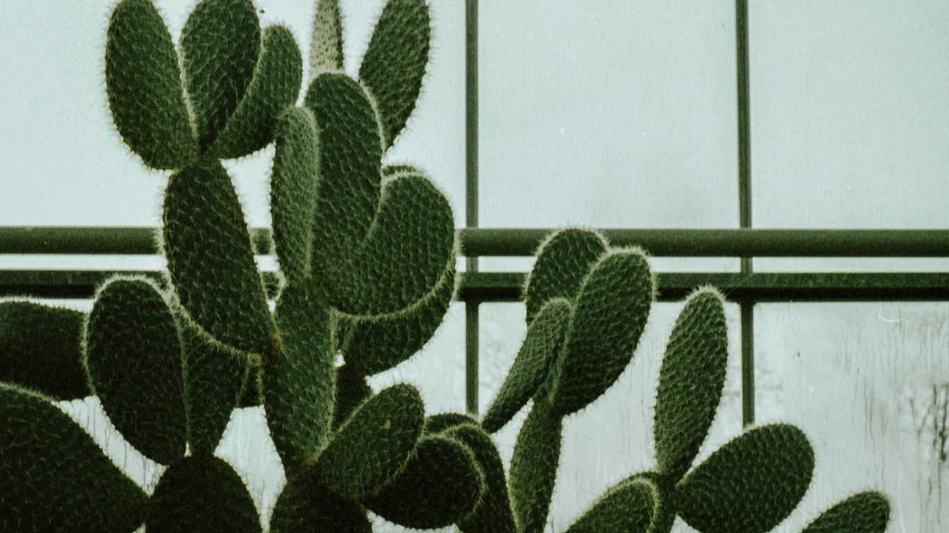 Download Wallpaper 1366x768 Cactus Succulent Plant Window Tablet