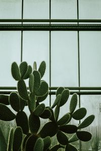 Preview wallpaper cactus, succulent, plant, window