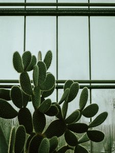 Preview wallpaper cactus, succulent, plant, window