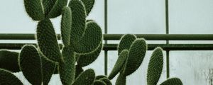 Preview wallpaper cactus, succulent, plant, window