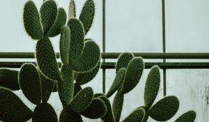 Preview wallpaper cactus, succulent, plant, window