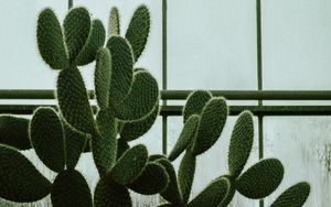 Preview wallpaper cactus, succulent, plant, window