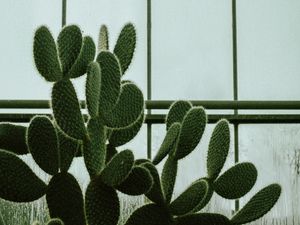 Preview wallpaper cactus, succulent, plant, window