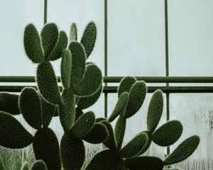 Preview wallpaper cactus, succulent, plant, window