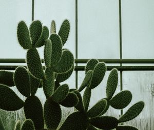 Preview wallpaper cactus, succulent, plant, window