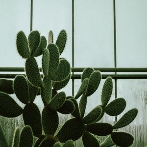 Preview wallpaper cactus, succulent, plant, window