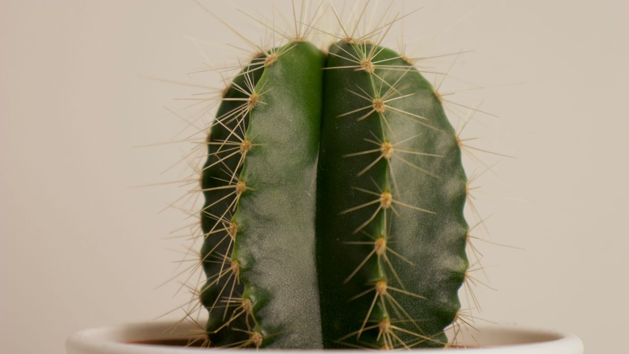 Wallpaper cactus, succulent, plant, thorns, pot