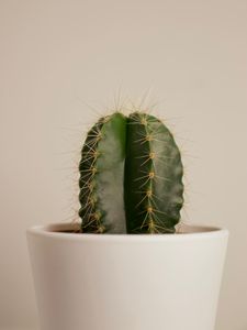 Preview wallpaper cactus, succulent, plant, thorns, pot