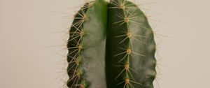 Preview wallpaper cactus, succulent, plant, thorns, pot