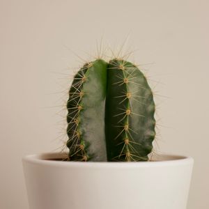 Preview wallpaper cactus, succulent, plant, thorns, pot
