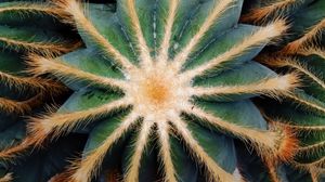 Preview wallpaper cactus, succulent, plant, prickly, macro