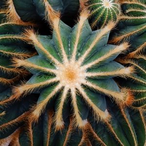 Preview wallpaper cactus, succulent, plant, prickly, macro
