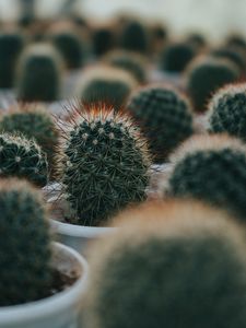 Preview wallpaper cactus, succulent, plant, green, prickly