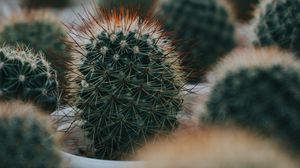 Preview wallpaper cactus, succulent, plant, green, prickly