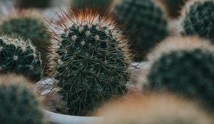 Preview wallpaper cactus, succulent, plant, green, prickly