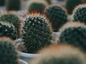 Preview wallpaper cactus, succulent, plant, green, prickly