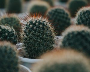 Preview wallpaper cactus, succulent, plant, green, prickly