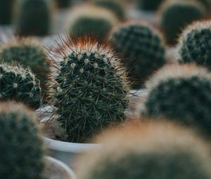 Preview wallpaper cactus, succulent, plant, green, prickly