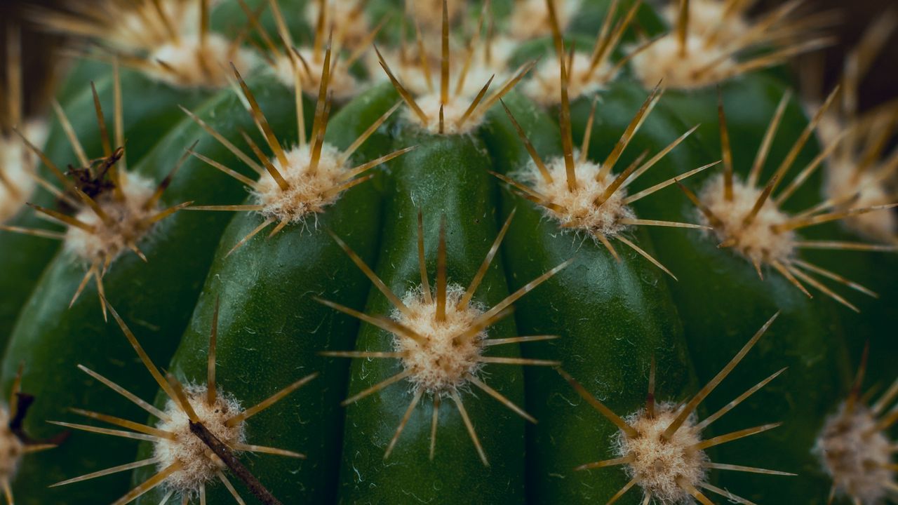 Wallpaper cactus, succulent, prickly, thorns, macro