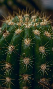 Preview wallpaper cactus, succulent, prickly, thorns, macro