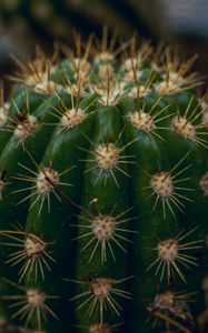 Preview wallpaper cactus, succulent, prickly, thorns, macro