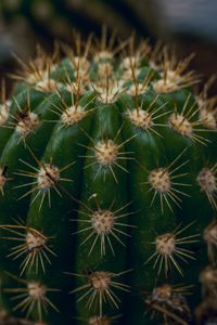 Preview wallpaper cactus, succulent, prickly, thorns, macro
