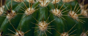 Preview wallpaper cactus, succulent, prickly, thorns, macro