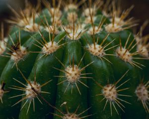 Preview wallpaper cactus, succulent, prickly, thorns, macro