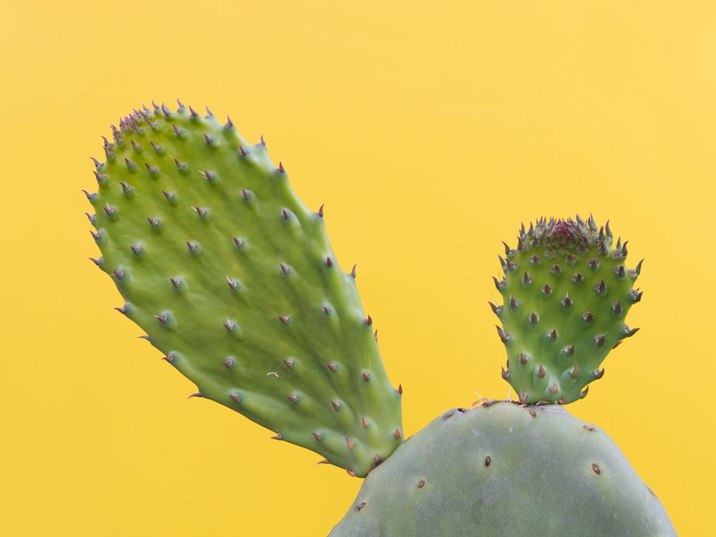 1024x768 Wallpaper cactus, succulent, prickly, green, minimalism