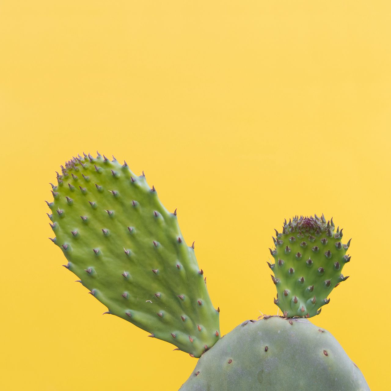1280x1280 Wallpaper cactus, succulent, prickly, green, minimalism
